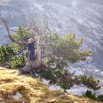 Poli en un pino negro (pinus uncinata)