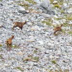 Manada de rebecos (rupicapra rupicapra) en la proximidades del Col d´Escoueste