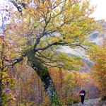 Haya (fagus sylvatica)