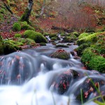 Riachuelo en el hayedo