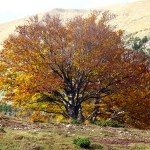 Ejemplar de haya (fagus sylvatica) junto al refugio vivac de Petrechema