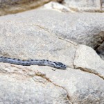 Ofidio que estaba antes de la vía ferrata de Xorret de Catí, quizá culebra de herradura