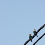 Abejarucos en Rojales (Alicante)