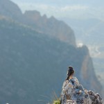 Acentor alpino en la cumbre del Cabeço d´Or (Alicante)