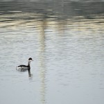 Zampullín cuellinegro cerca de la laguna de la Mata