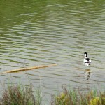 Avoceta (Rucurvirostra avosseta)