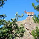 Hembra de cabra montés en la Pedriza (Madrid)