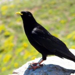 Chova piquigualda en Picos de Europa