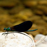 Caballito del diablo del gérero Calopteryx en un río cantabro