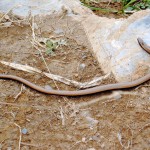 Lución (Anguis fragilis)