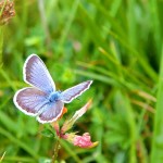 Mariposa en Picos de Europa