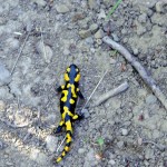 Salamandra común en Picos de Europa