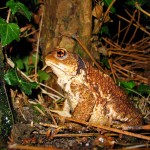 Sapo común (Bufo bufo)