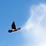 Paloma torcaz (Columba palumbus)