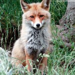 Zorro rojo (Vulpes vulpes)