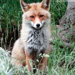 Zorro rojo (Vulpes vulpes)