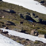 Cabras monteses junto a la estación