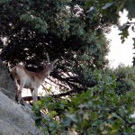 Joven ejemplar de macho montés