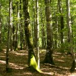 Bosque de Irati con niños