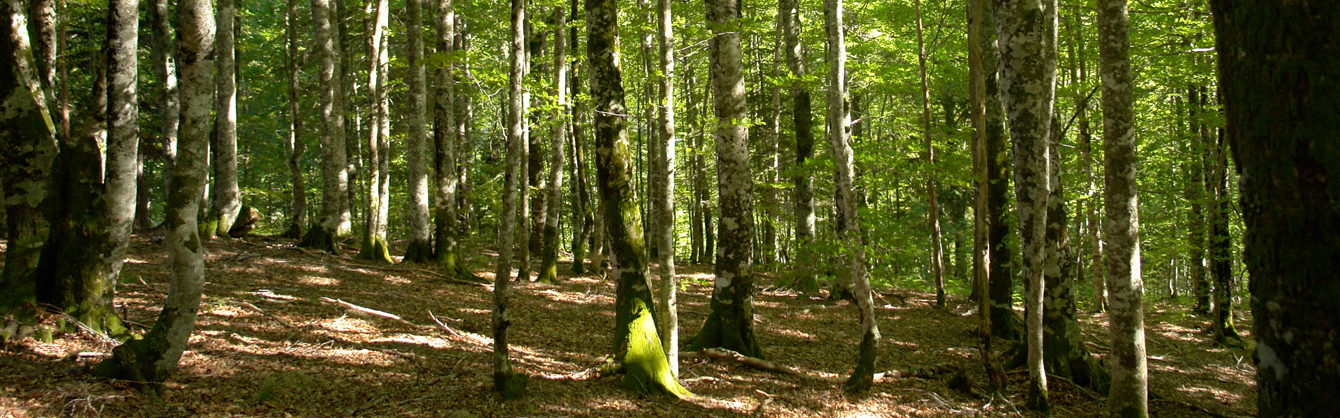 Bosque de Irati