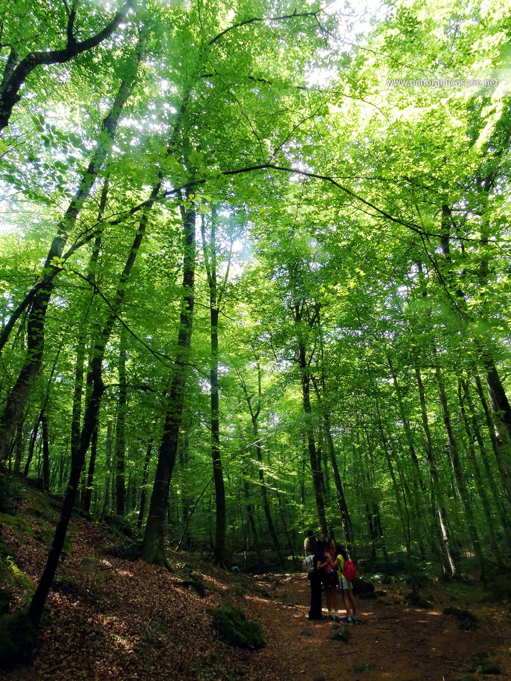 La Fageda d´en Jordà