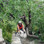 Atravesando el bosque de quijigos