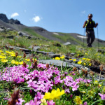 Flores de alta montaña