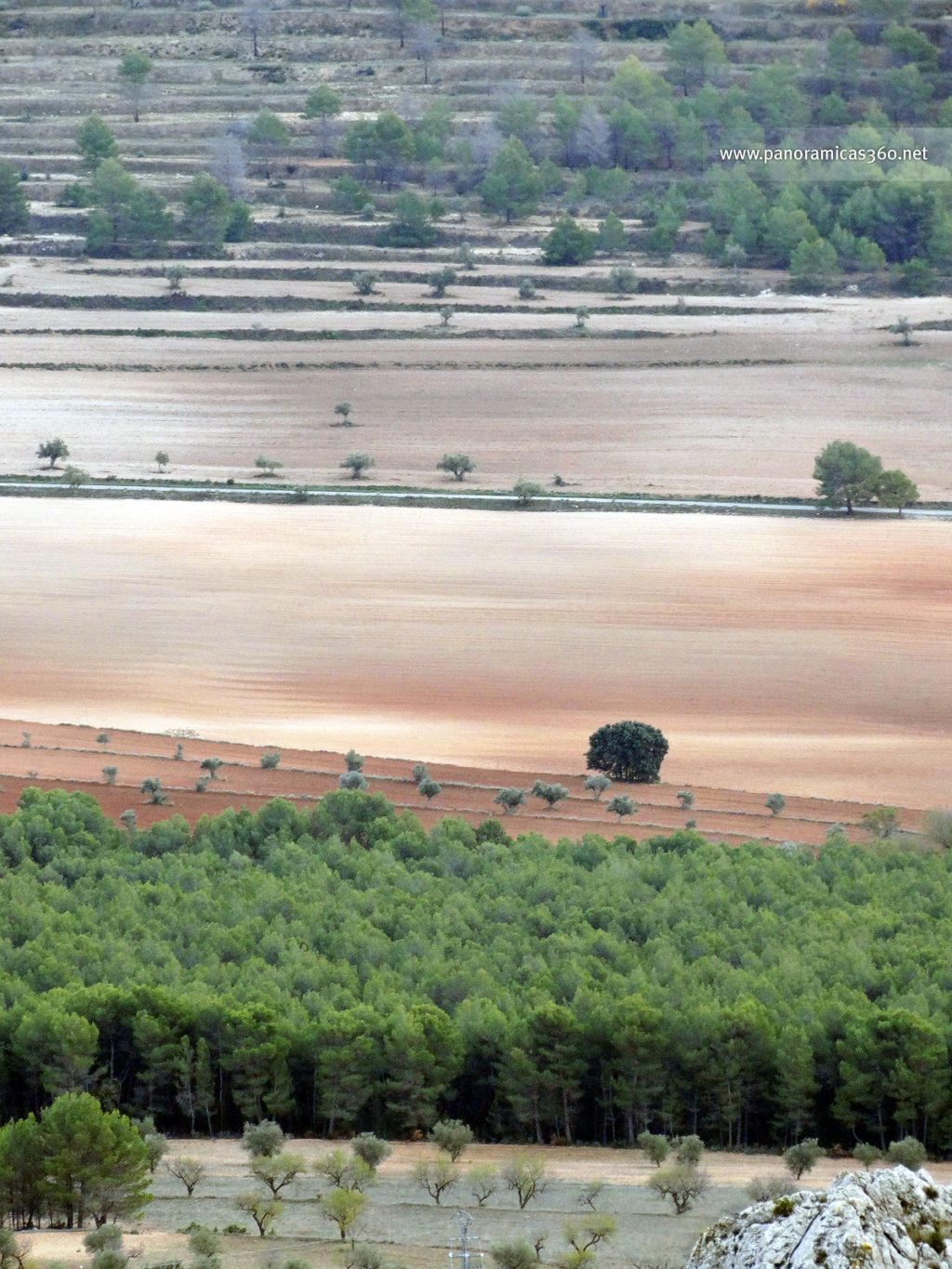 Los pinares dan paso a los campos de cultivo