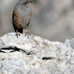 Acentor Alpino