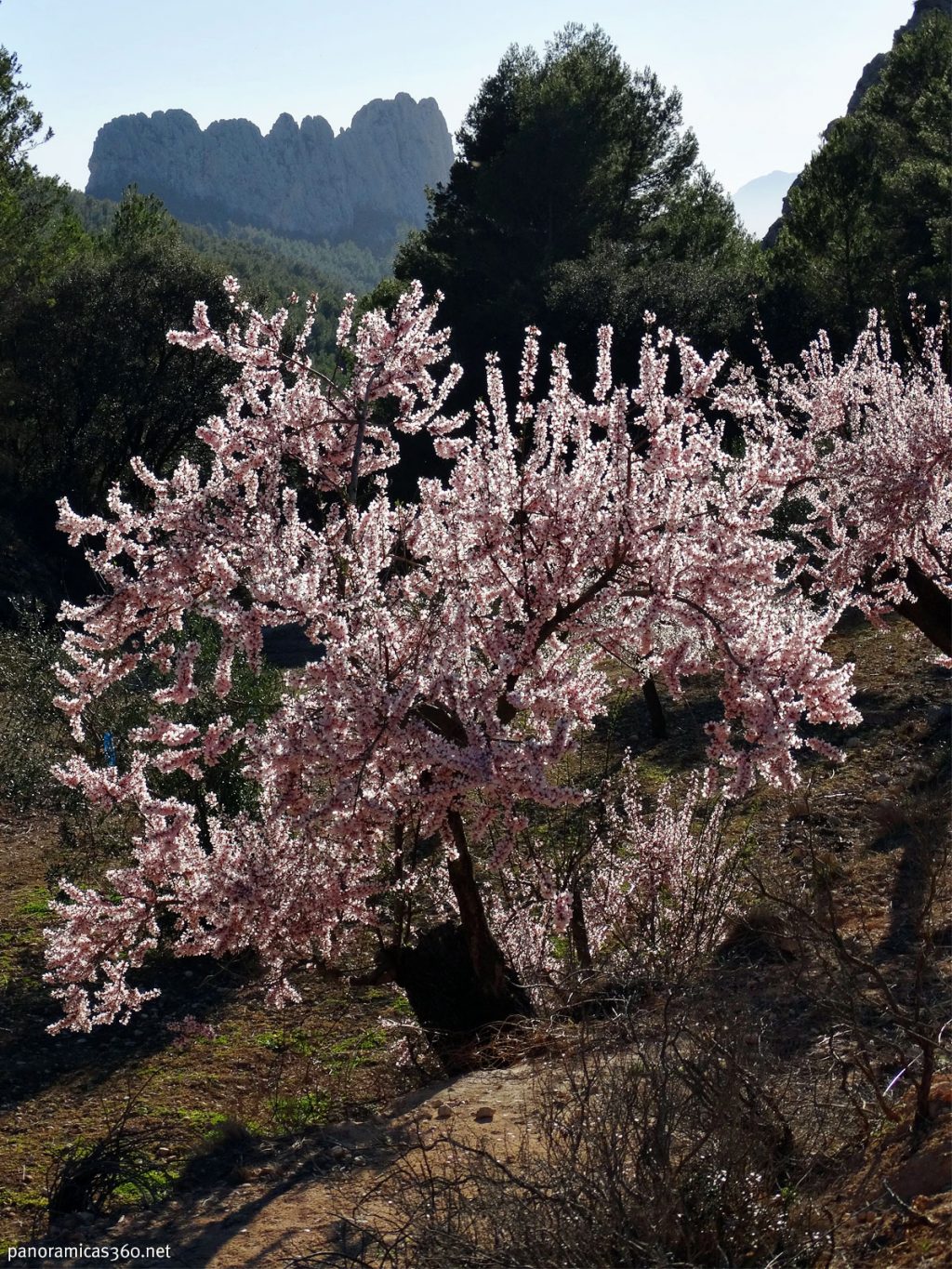 Espectacular almendro en flor Espectacular almendro en flor
