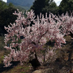 Espectacular almendro en flor