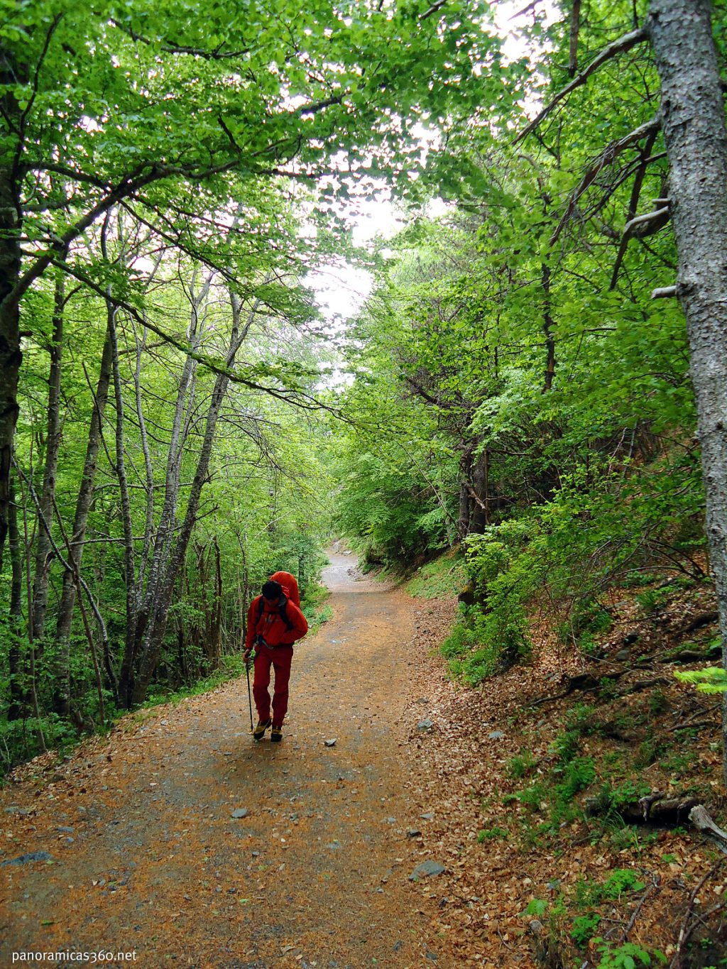 Eduard camina bajo un bosque de hayas (Fagus sylvatica)