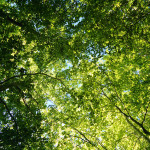 Bajo un bosque de hayas (Fagus Sylvatica)