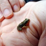 Pequeño ejemplar de rana bermeja