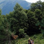 Saliendo del bosque