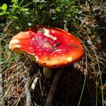 Amanita muscaria