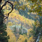 Bosque otoñal en el valle de Eriste