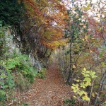 Bosque otoñal en el valle de Eriste