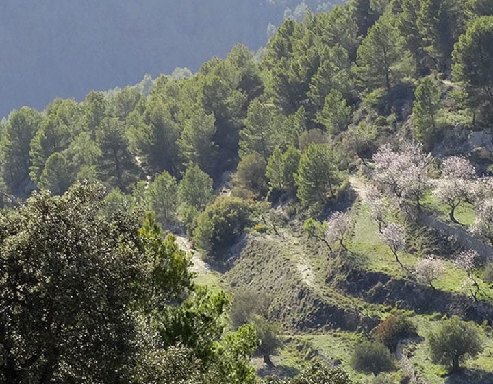 Bancal de almendros durante la excursión