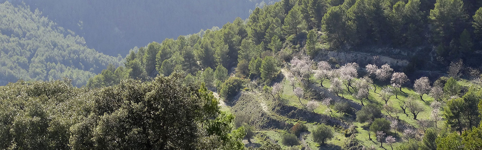 Bancal de almendros durante la excursión