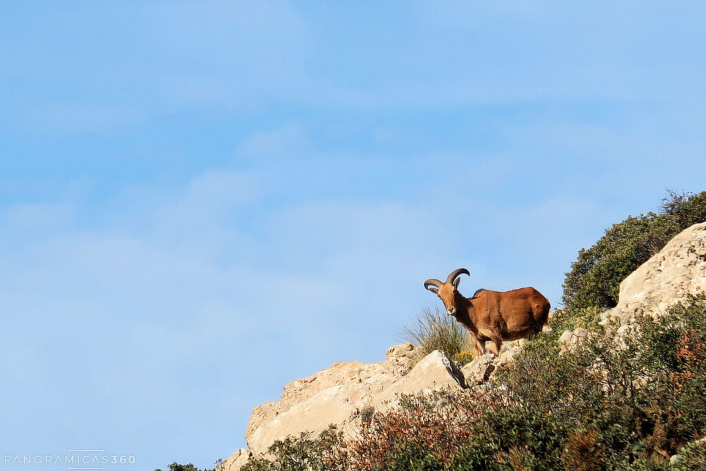 Arruí en las proximidades del Bancal del Moro en el Puig Campana