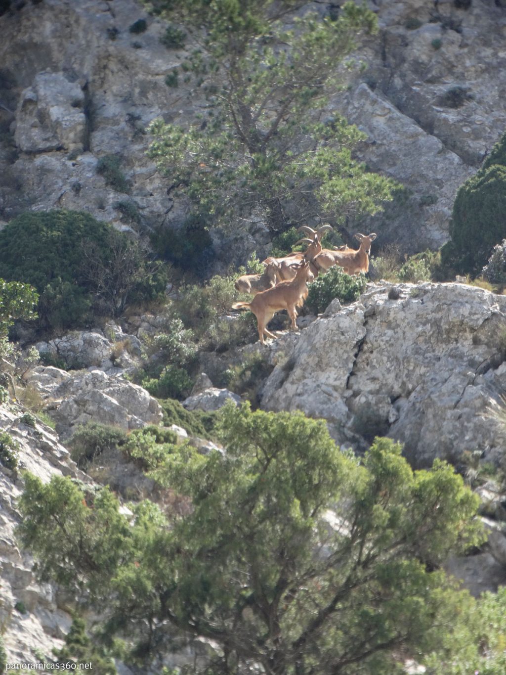 Arruís en el Monte Cabal