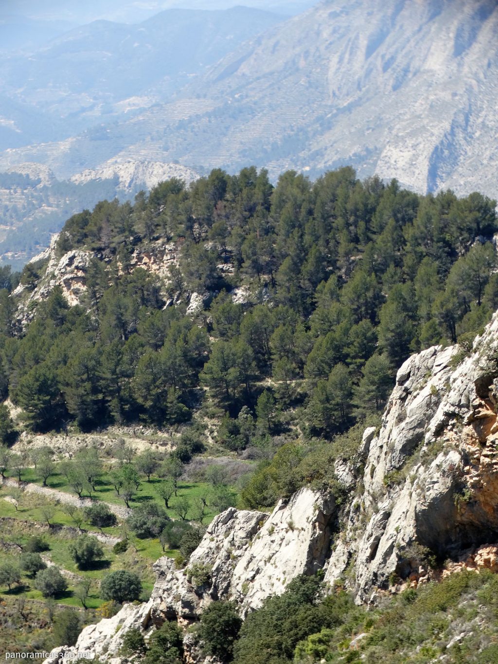 Pequeño campo de almendros