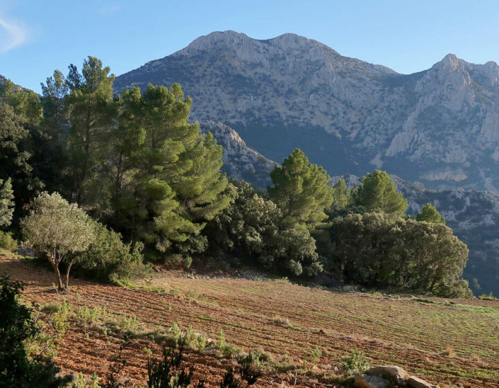 Norte del Puig Campana desde las cercanias del Mas de la Carrasca