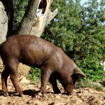 Cerdo pata negra en la casa del Molinillo