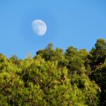 La luna detrás de los pinos