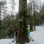 Abrazando un árbol monumental en la Sierra de Segura