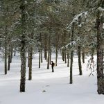 Bosque de pino larício en la Sierra del Segura