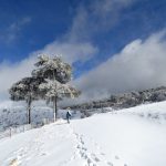 Nieve y pino laricio durante nuestra excursión