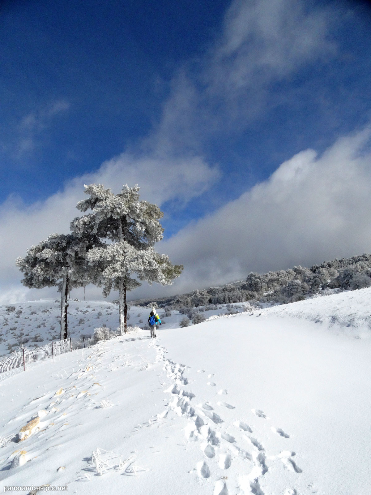 Nieve y pino larício durante nuestra excursión